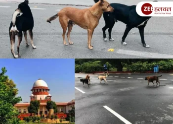 Supreme Court, Stray Dogs