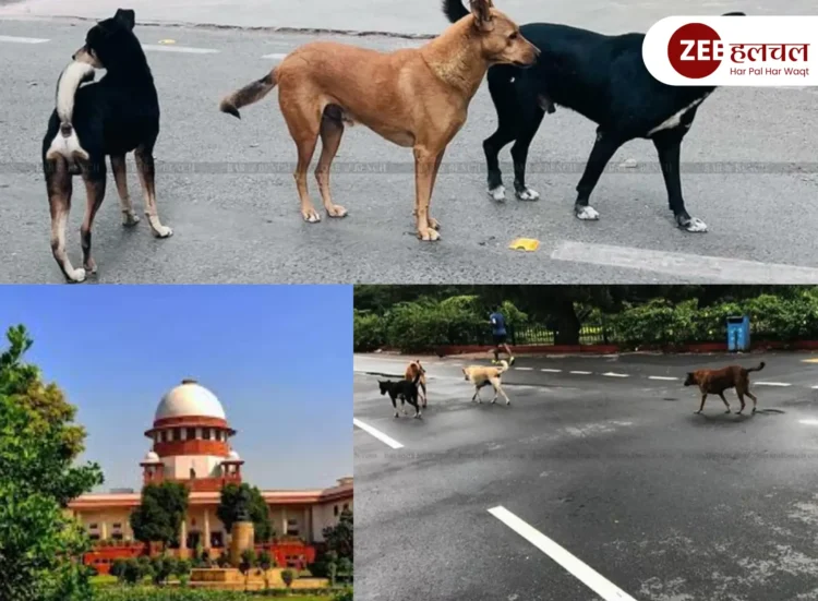 Supreme Court, Stray Dogs