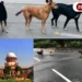 Supreme Court, Stray Dogs