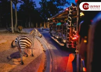 jungle safari