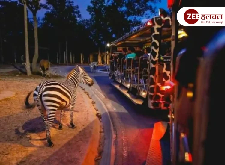 jungle safari
