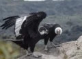 एंडीज़ पर्वतों में उड़ता हुआ एंडियन कोंडोर पक्षी |Andean condor conservation