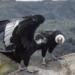 एंडीज़ पर्वतों में उड़ता हुआ एंडियन कोंडोर पक्षी |Andean condor conservation