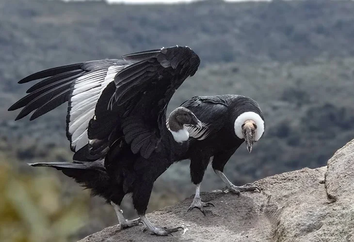 एंडीज़ पर्वतों में उड़ता हुआ एंडियन कोंडोर पक्षी |Andean condor conservation