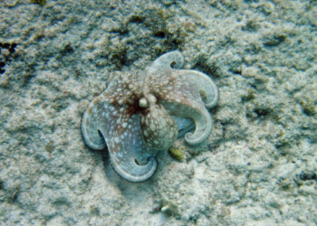 समुद्री तल पर छिपा हुआ ऑक्टोपस जो अपना रंग और बनावट बदल रहा है, octopus camouflage की अद्भुत क्षमता दिखाती फोटो | Octopus