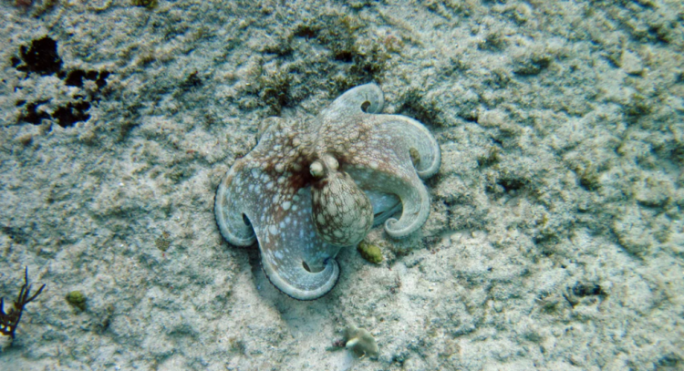 समुद्री तल पर छिपा हुआ ऑक्टोपस जो अपना रंग और बनावट बदल रहा है, octopus camouflage की अद्भुत क्षमता दिखाती फोटो | Octopus