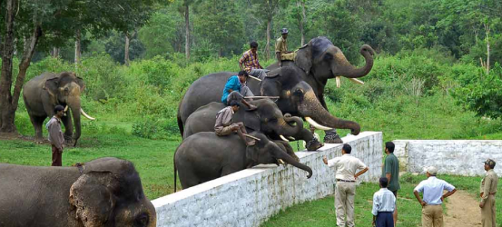 Dubare Elephant Camp का सुंदर नजारा (कावेरी नदी किनारा)